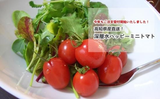 深層水ハッピーミニトマト 1 5kg ディープシーショップ 全国海洋深層水の専門店 深層水ハッピーミニトマト 1 5kg ディープシーショップ 全国海洋深層水の専門店