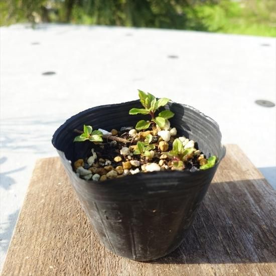 無農薬ハーブをお届けするherbshop Grosso