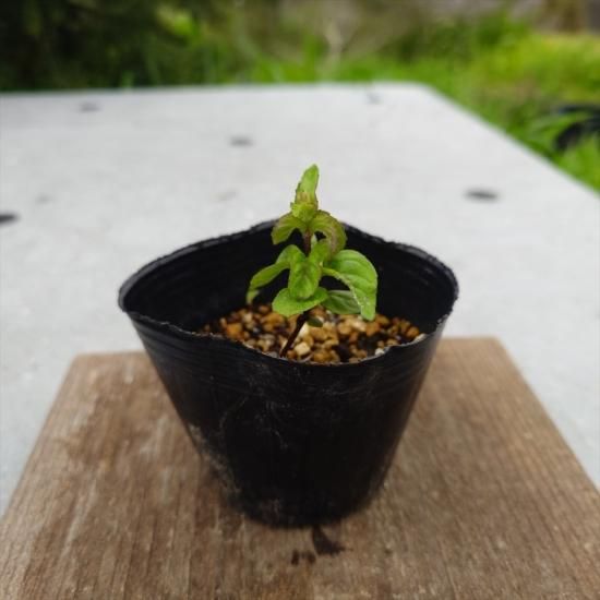 ウォーター ミント Grosso For Kanatakeherb ウォーター ミント Grosso For Kanatakeherb