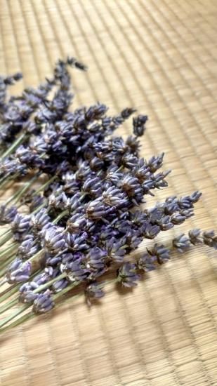年刈取 ラベンダー グロッソ ドライフラワー Grosso For Kanatakeherb