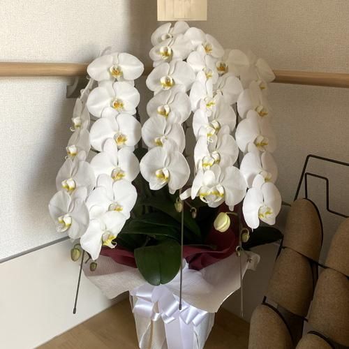 フォロワー60人達成お値下げ　ヴィンテージ柄のベラム紙　蝶、花、女性等ミックス@ フォロワー60人達成お値下げヴィンテージ柄のベラム紙蝶、花