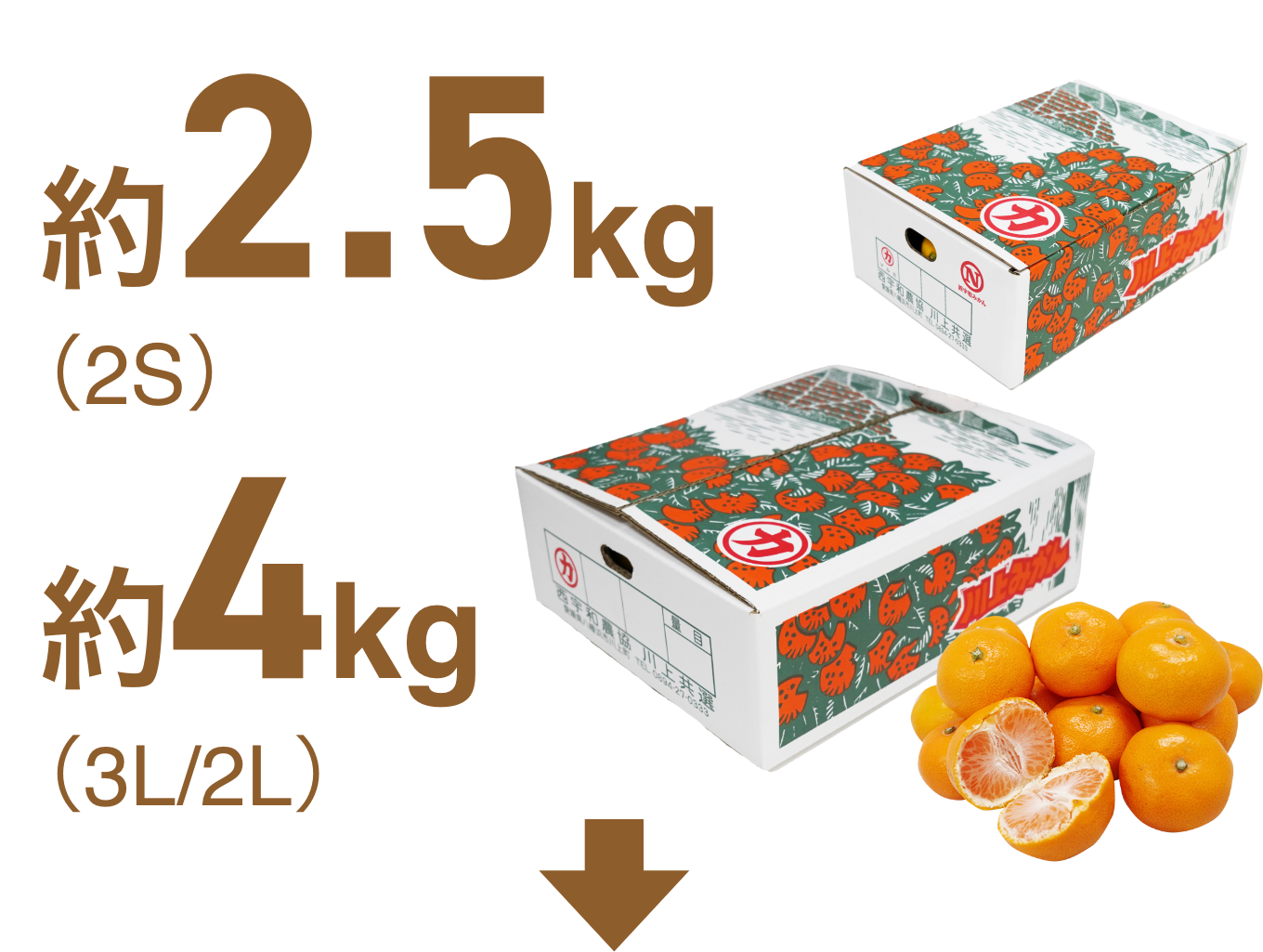 約2kg秀品(3L~L)7玉から10玉