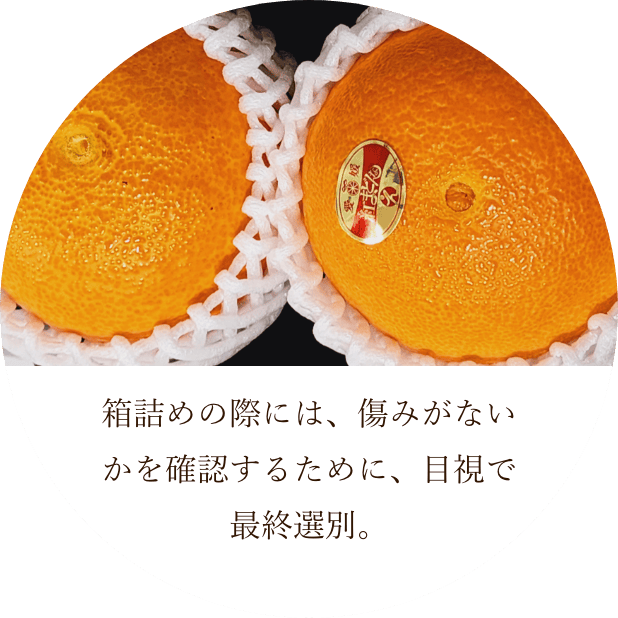 ܻǺǽ