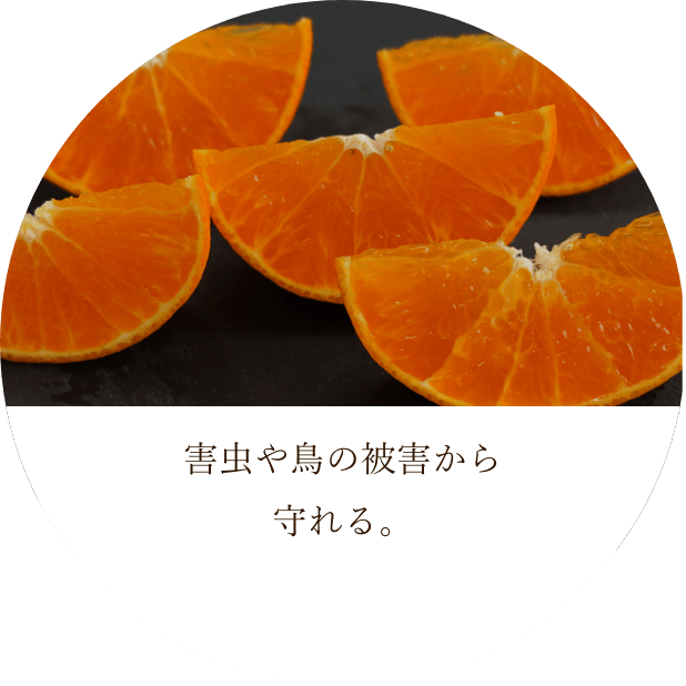 Ļﳲ