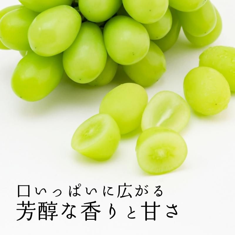 㥤ޥå 1kg  (2˼~3˼)ӡ