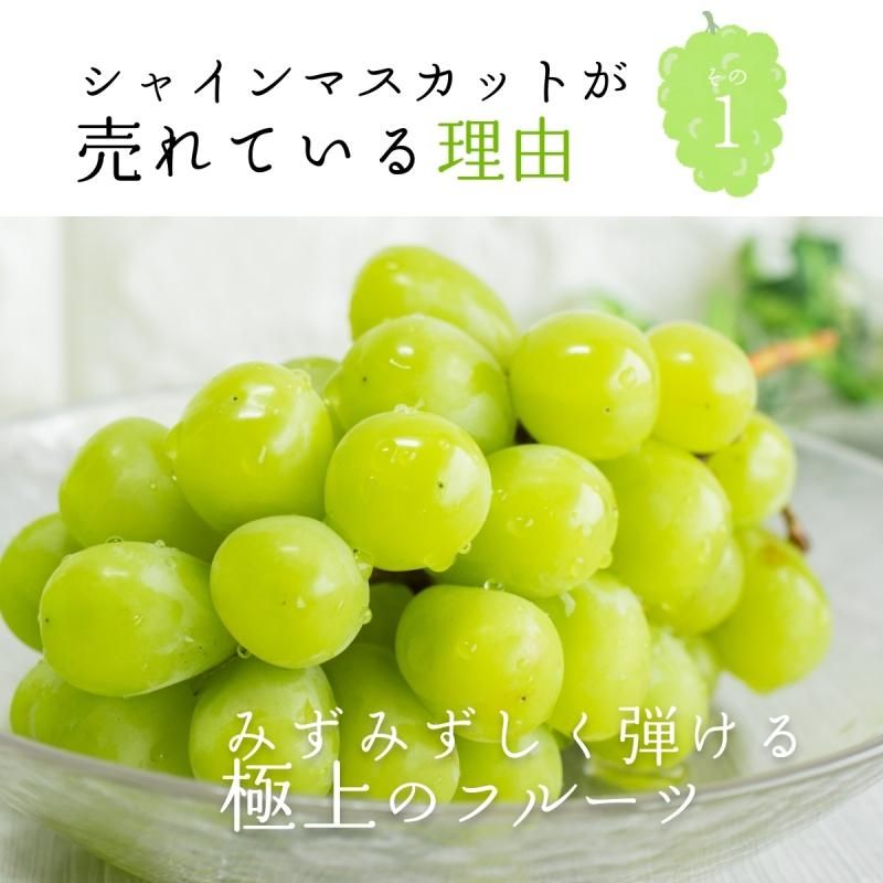 㥤ޥå 1kg  (2˼~3˼)ӡ