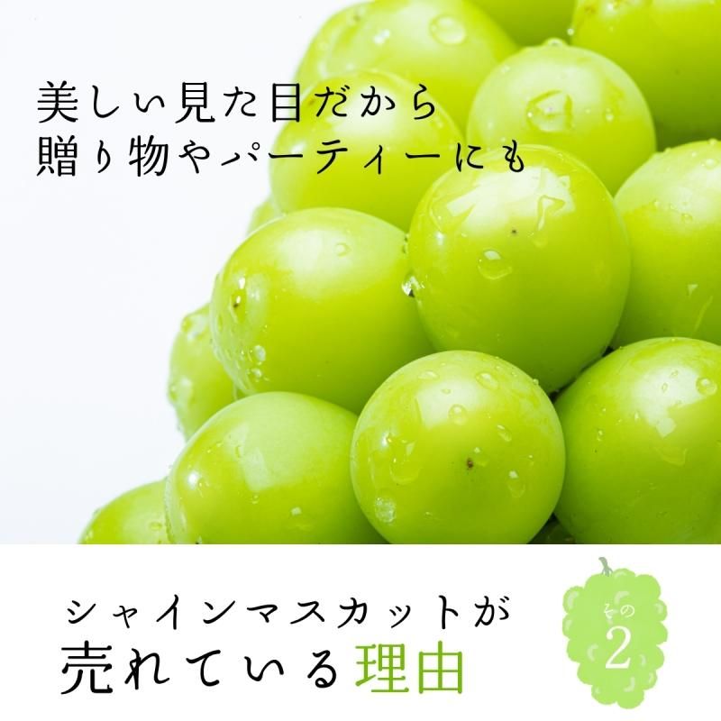 㥤ޥå 1kg  (2˼~3˼)ӡ