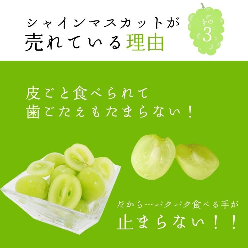 㥤ޥå 1kg  (2˼~3˼)ӡ