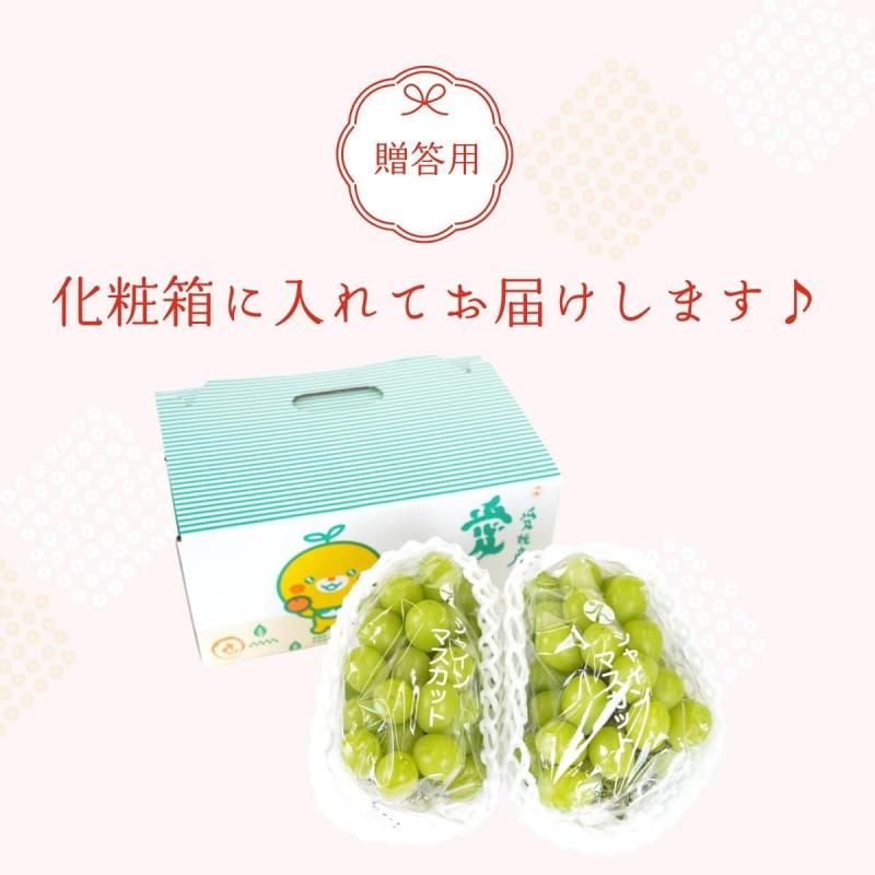 㥤ޥå 1kg  (2˼~3˼)ӡ