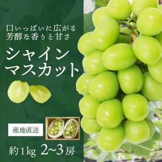 㥤ޥå 1kg  (2˼~3˼)ӡ