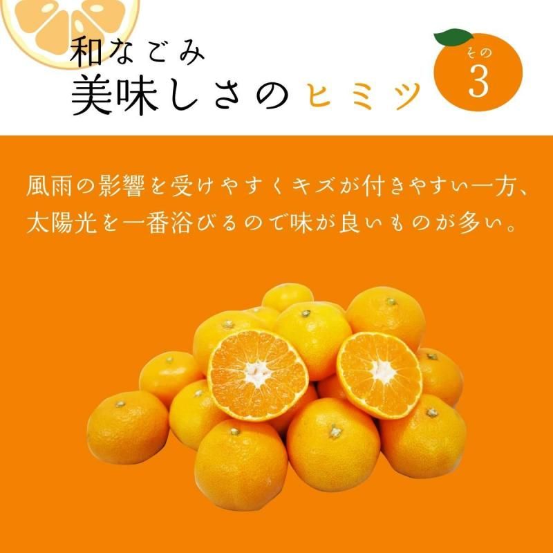 ߤʤζ (ʤ) S~L 5kg ӡ