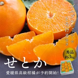 予約商品】せとか【秀品】L~3L 約3kg - えひめギフトセンター｜愛媛の