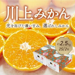 みかん様 予約商品】 川上共選 川上みかん 大玉3L~2Lサイズ 約4kg 1箱【送料別途
