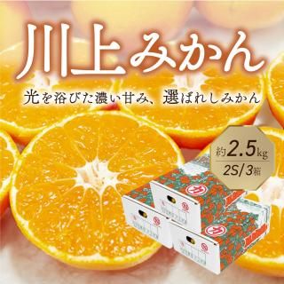 川上共選 川上みかん 小密柑2Sサイズ 約2.5kg 1箱【送料別途
