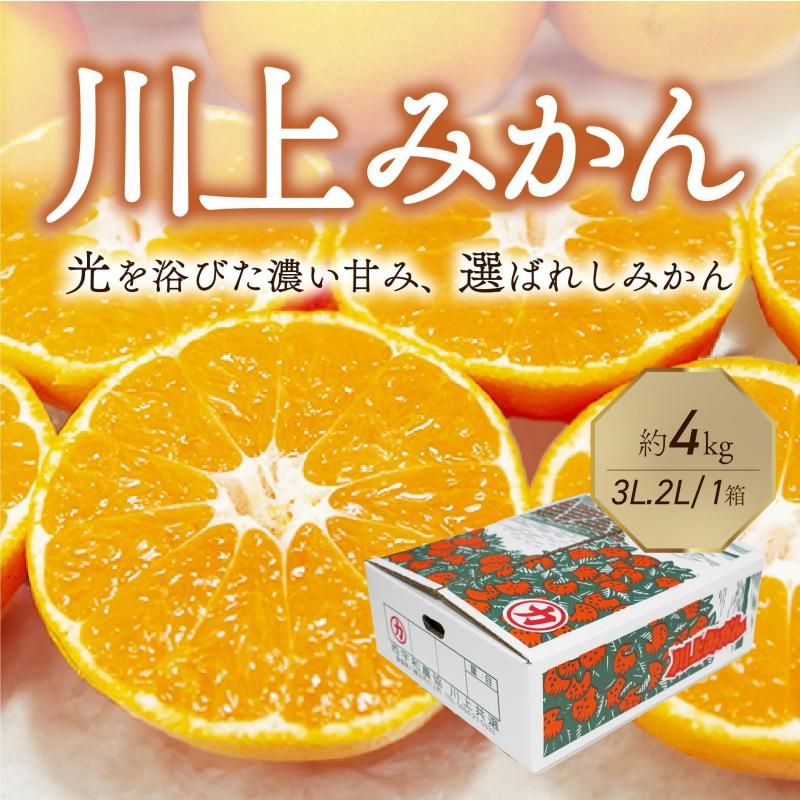予約商品】 川上共選 川上みかん 大玉3L~2Lサイズ 約4kg 1箱【送料別途