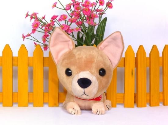 𝗤𝗨𝗘𝗘𝗡𝗦𝗪𝗔𝗬 | チワワ(スムース)追加しました🐕 チワワは