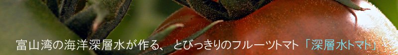 深層水トマトと桃の(有)ひかりファーム