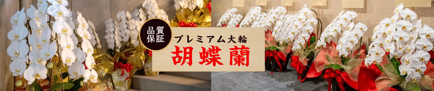 ĳե