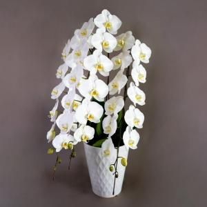 胡蝶蘭 福岡中洲花屋 中洲フラワー 胡蝶蘭 福岡中洲花屋 中洲フラワー