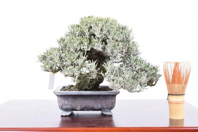 八房黒松（小輝） - はるちゃん盆栽