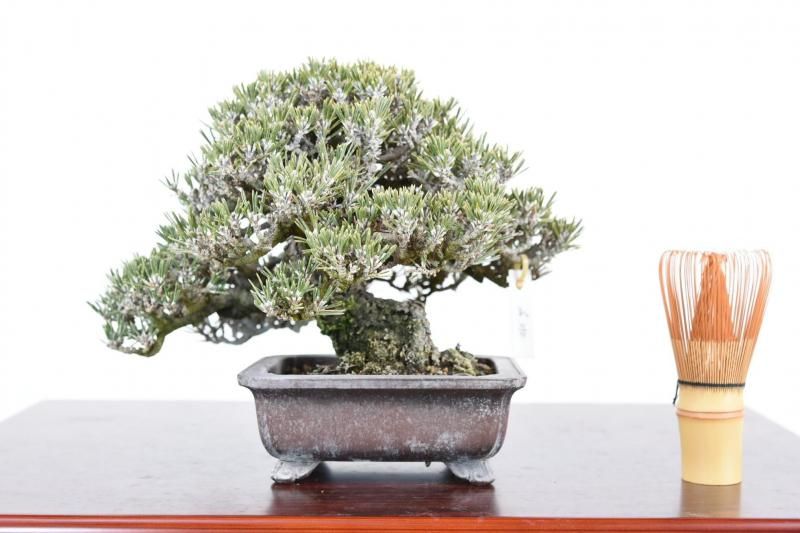 八房黒松（小輝） - はるちゃん盆栽