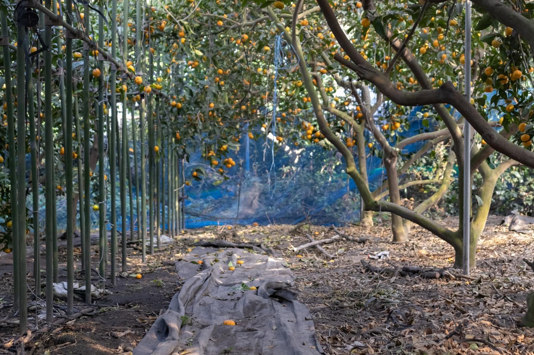 <img class='new_mark_img1' src='https://img.shop-pro.jp/img/new/icons8.gif' style='border:none;display:inline;margin:0px;padding:0px;width:auto;' />ߤ4kg (绺)-2