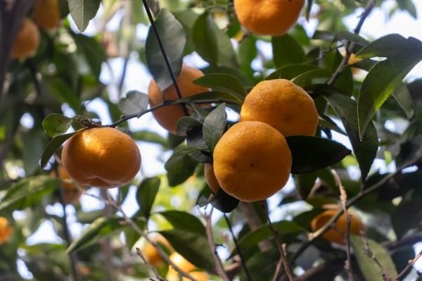 小みかん4kg 贈答用(桜島産)<img class='new_mark_img2' src='https://img.shop-pro.jp/img/new/icons1.gif' style='border:none;display:inline;margin:0px;padding:0px;width:auto;' />