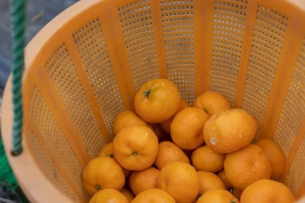 小みかん4kg 傷あり品(桜島産)