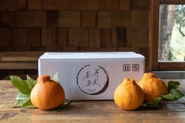桜島産 不知火(デコポン)3kg 贈答用