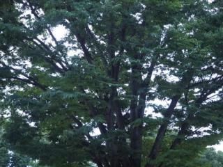 888Hz Jesus Christ ゴールド - マドモアゼル・愛公式ショップ