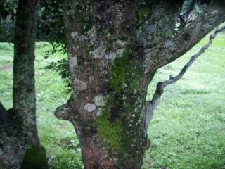 【美品】888Ｈｚジーザスクライスト 鏡面仕上げ マドモアゼル・愛 888Hzジーザスクライスト 鏡面仕上げ - マドモアゼル・愛公式