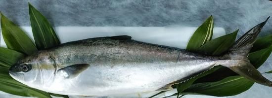 大分ヒラマサ（大分県臼杵産）養殖 - おいしいチーズ屋さん Ricoケセリア