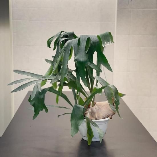 ビカクシダ・グランデ 〜コウモリラン〜 - すみれ花店 Online Shop