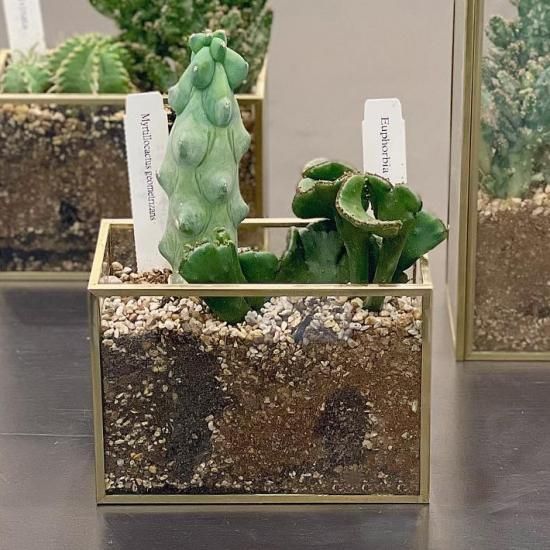 真鍮ガラスベース 多肉植物の寄せ植え 横長 すみれ花店 Online Shop 真鍮ガラスベース 多肉植物の寄せ植え 横長 すみれ花店 Online Shop