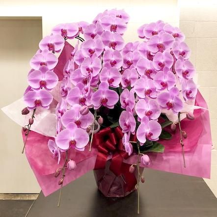 胡蝶蘭 ピンク５本立 すみれ花店 Online Shop