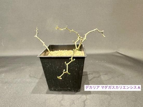 デカリア マダガスカリエンシス A(宅配でお届け) - すみれ花店 デカリア マダガスカリエンシス A(宅配でお届け) - すみれ花店