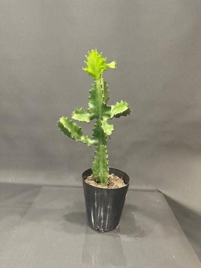 ユーフォルビア トルティリス - すみれ花店 Online Shop