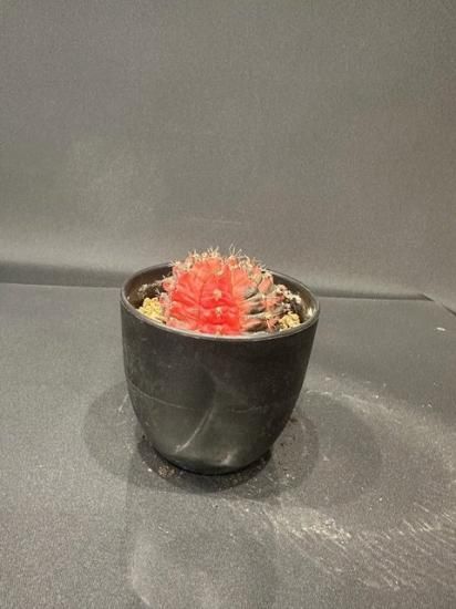 ギムノカリキウム ミハノビッチ 