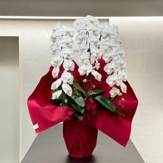 <img class='new_mark_img1' src='https://img.shop-pro.jp/img/new/icons14.gif' style='border:none;display:inline;margin:0px;padding:0px;width:auto;' />祦 3Ωء  