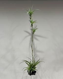 <img class='new_mark_img1' src='https://img.shop-pro.jp/img/new/icons14.gif' style='border:none;display:inline;margin:0px;padding:0px;width:auto;' />ƥ󥸥ե쥯ѥ
