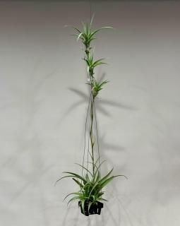 <img class='new_mark_img1' src='https://img.shop-pro.jp/img/new/icons14.gif' style='border:none;display:inline;margin:0px;padding:0px;width:auto;' />ƥ󥸥ե쥯ѥۤǤϤ
