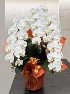 <img class='new_mark_img1' src='https://img.shop-pro.jp/img/new/icons14.gif' style='border:none;display:inline;margin:0px;padding:0px;width:auto;' />祦 3Ωء üåԥ 