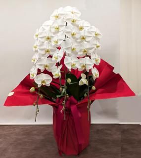 <img class='new_mark_img1' src='https://img.shop-pro.jp/img/new/icons14.gif' style='border:none;display:inline;margin:0px;padding:0px;width:auto;' />祦 3Ωء  