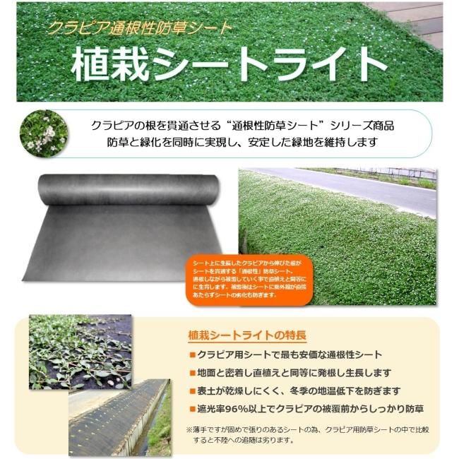 クラピア｜植栽シートの効果と必要性がわかる！120日間の成長