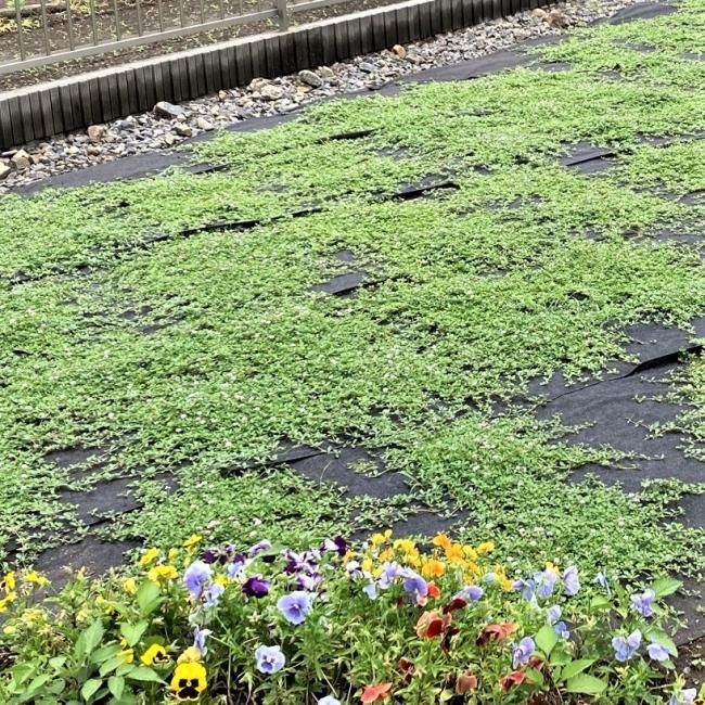 植栽資材（クラピア用防草シート類） - クラピア育て隊