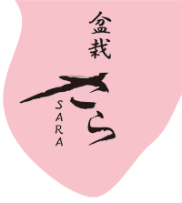 盆栽さら