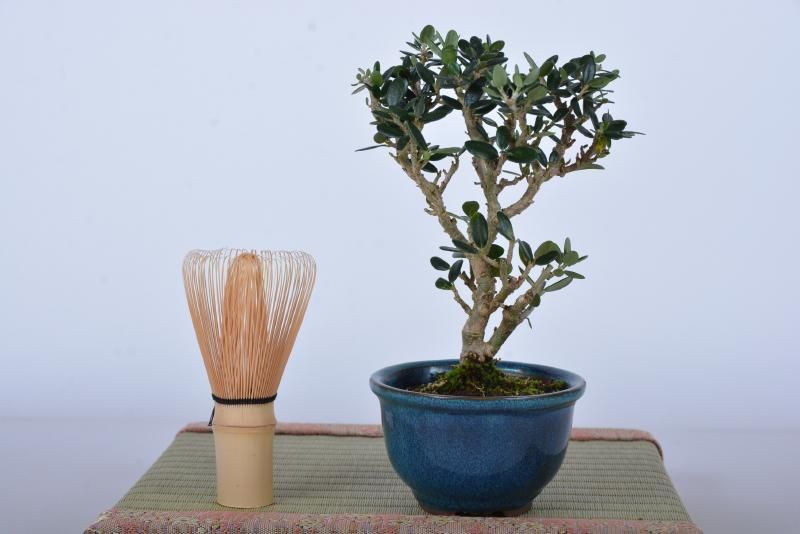 姫オリーブ盆栽 盆栽 姫オリーブ-9 盆栽 姫オリーブ-9 盆栽 姫オリーブ