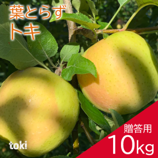 青森葉とらずりんご「トキ」贈答用10kg（約28〜40個）※9月下旬頃より発送予定