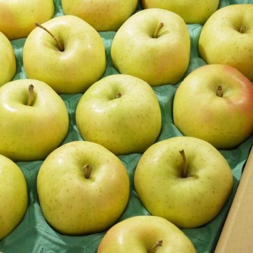 葉とらずりんごトキ 家庭用りんご 小玉りんご