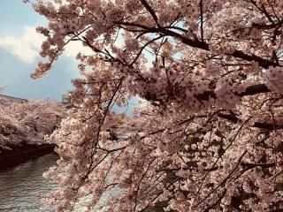 <img class='new_mark_img1' src='https://img.shop-pro.jp/img/new/icons1.gif' style='border:none;display:inline;margin:0px;padding:0px;width:auto;' />ڲ֤ΥݥȥɤAIR۵컳˺餯սϥϤ photo by MIRO